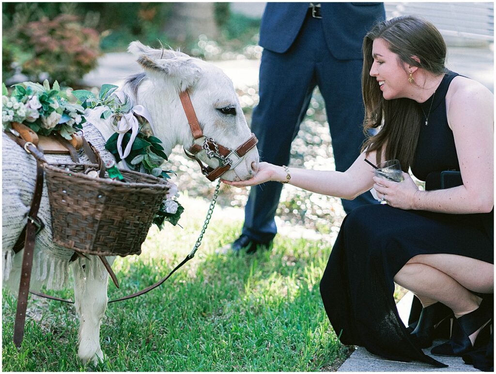 Guests feeding mule outside at Dallas Wedding